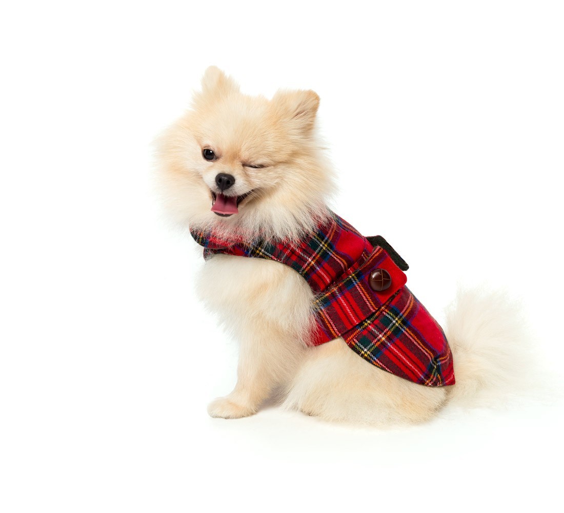 Cappotto cane tartan | Maffei12 Milano